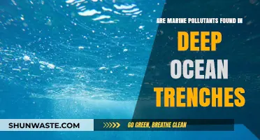 Marine Trench Pollution: What Lies in the Deep?