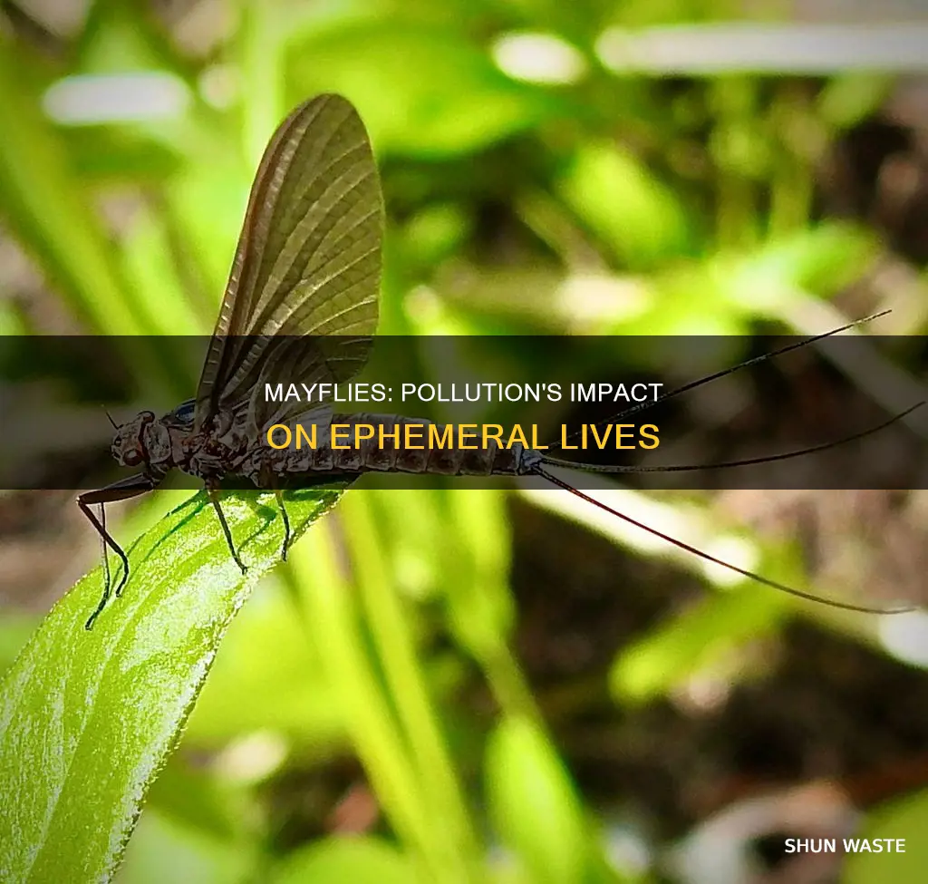 are mayflies impacted by pollution