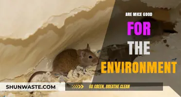 Mice's Environmental Impact: Beneficial or Detrimental to Ecosystems?