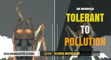 Microvelia: Pollution-Tolerant Bugs or Nature's Water Purifiers?