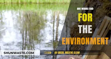 Minks and the Environment: Uncovering Their Ecological Impact and Concerns