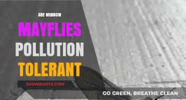 Mayfly Pollution Tolerance: The Minnow Factor