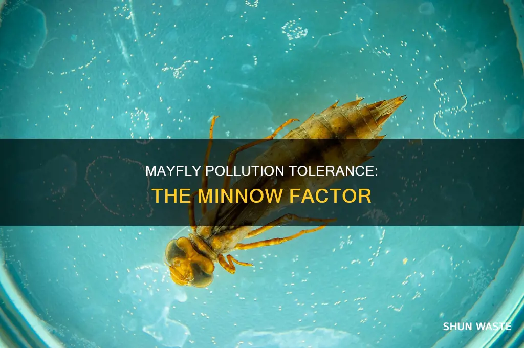 are minnow mayflies pollution tolerant