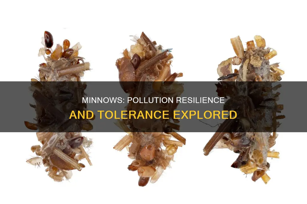 are minnows pollution tolerant