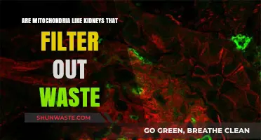 Mitochondria vs. Kidneys: Unraveling Their Roles in Waste Management