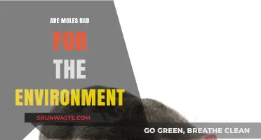 Are Moles Eco-Friendly? Uncovering Their Environmental Impact and Role