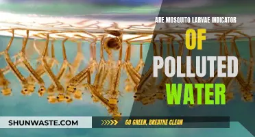 Mosquito Larvae: Nature's Warning Signs of Water Pollution