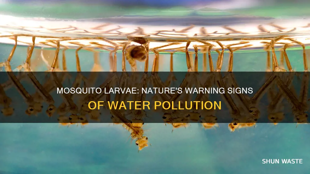 are mosquito larvae indicator of polluted water