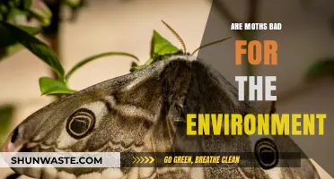 Moths and Ecosystems: Debunking Myths About Their Environmental Impact