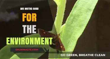 Moths' Environmental Role: Pollinators, Decomposers, and Ecosystem Heroes