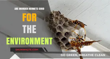 Murder Hornets: Environmental Allies or Ecological Threats?
