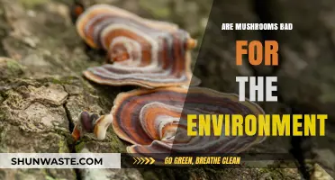 Mushrooms and the Environment: Uncovering Their Ecological Impact and Benefits