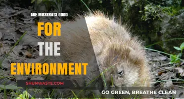 Muskrats' Environmental Impact: Beneficial or Detrimental to Ecosystems?