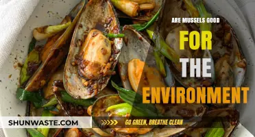Mussels' Eco-Friendly Impact: How They Benefit Our Environment