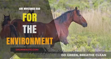 Mustangs' Environmental Impact: Balancing Wild Beauty and Ecological Concerns