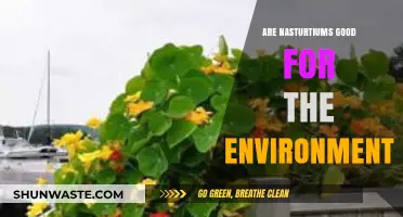 Nasturtiums: Eco-Friendly Benefits for a Greener, Healthier Environment