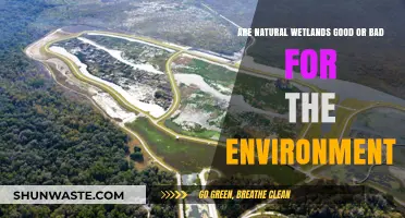Natural Wetlands: Environmental Boon or Bane? Exploring Their Ecological Impact