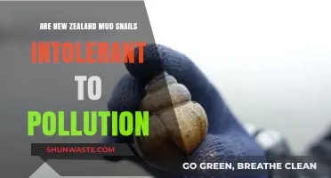 Mud Snails: Pollution Intolerance in New Zealand