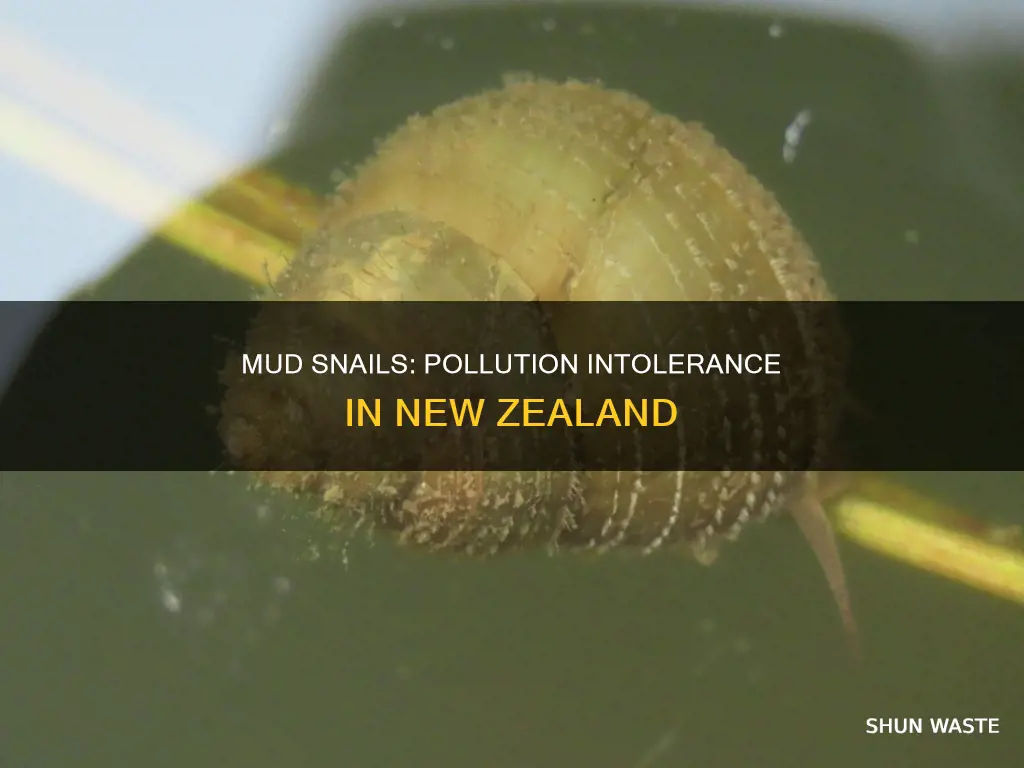 are new zealand mud snails intolerant to pollution