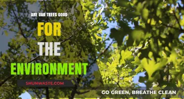 Oak Trees: Environmental Benefits and Their Role in Ecosystems