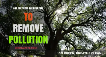 Oak Trees: Pollution-Fighting Powerhouses?