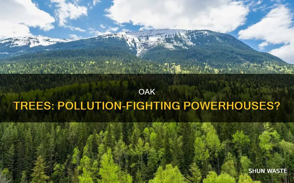 are oak trees the best tree to remove pollution