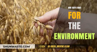 Oats and the Environment: Sustainable or Harmful for Our Planet?