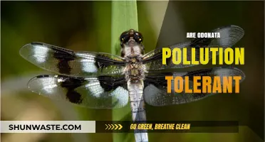 Odonata: Pollution Resilience and Tolerance Explored
