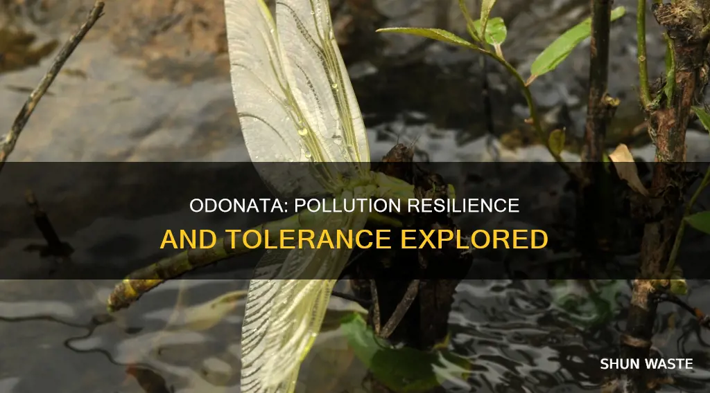 are odonata pollution tolerant