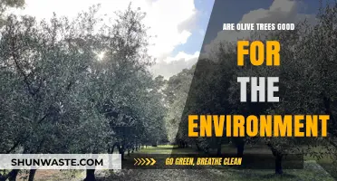 Olive Trees: Eco-Friendly Benefits and Environmental Impact Explained