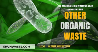 Nature's Cleaners: How Decomposers Recycle Dead Organisms and Waste