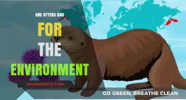 Otters' Environmental Impact: Are They Harmful or Helpful?