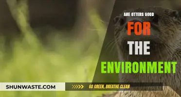 Otters' Environmental Impact: How These Playful Creatures Benefit Ecosystems
