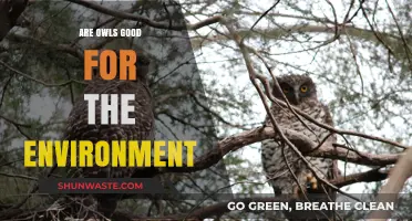Owls' Ecological Impact: How These Night Hunters Benefit Our Environment