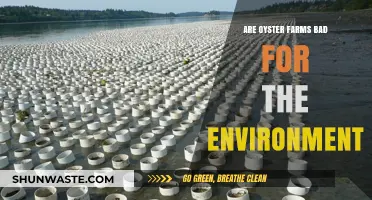 Oyster Farming's Environmental Impact: Sustainable or Harmful Practice?
