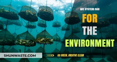 Oysters and Ecology: Uncovering Their Environmental Impact and Sustainability