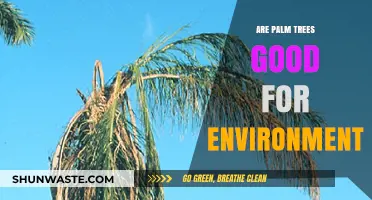 Palm Trees: Environmental Allies or Ecological Challenges?