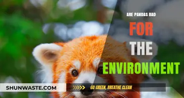 Pandas' Environmental Impact: Myth or Reality?