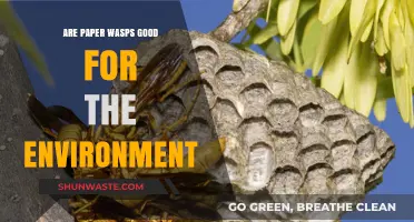 Paper Wasps: Environmental Allies or Just Misunderstood Garden Dwellers?