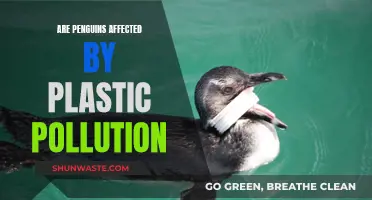 Penguins and Plastic Pollution: An Unfortunate Impact