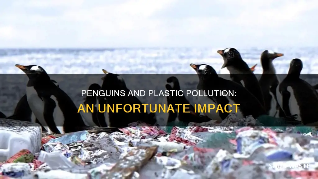 are penguins affected by plastic pollution