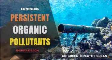 Phthalates: Persistent Pollutants in Our Environment and Bodies