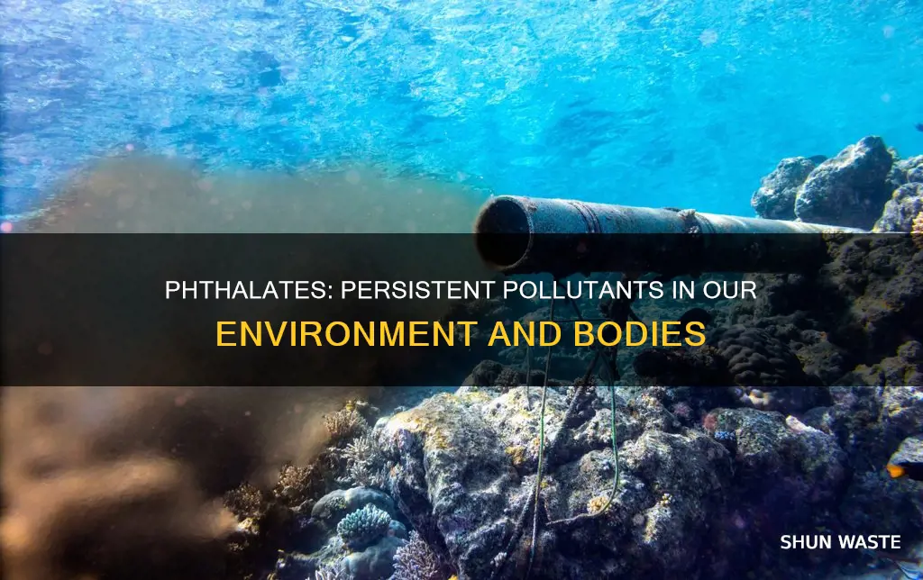 are phthalates persistent organic pollutants