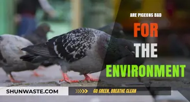 Pigeons and the Environment: Uncovering Their Ecological Impact and Myths