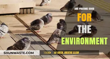Pigeons' Environmental Impact: Friends or Foes to Urban Ecosystems?
