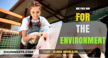Pigs' Environmental Impact: Sustainable Farming Solutions for a Greener Future