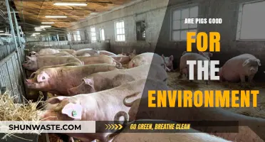 Pigs' Environmental Impact: Sustainable Farming Practices and Ecosystem Benefits
