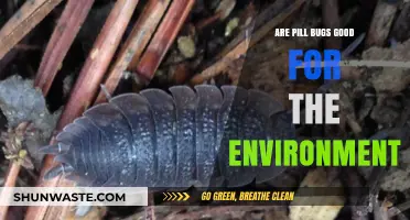 Pill Bugs: Unsung Heroes of Soil Health and Ecosystems