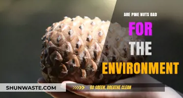 Pine Nuts' Environmental Impact: Sustainable or Harmful to Our Planet?