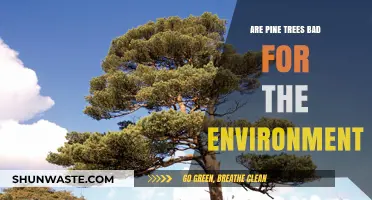 Pine Trees and the Environment: Debunking Myths and Understanding Impacts